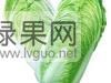 大量出售凌海91-12白菜