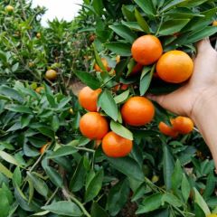 桂林东方红桔开始上市