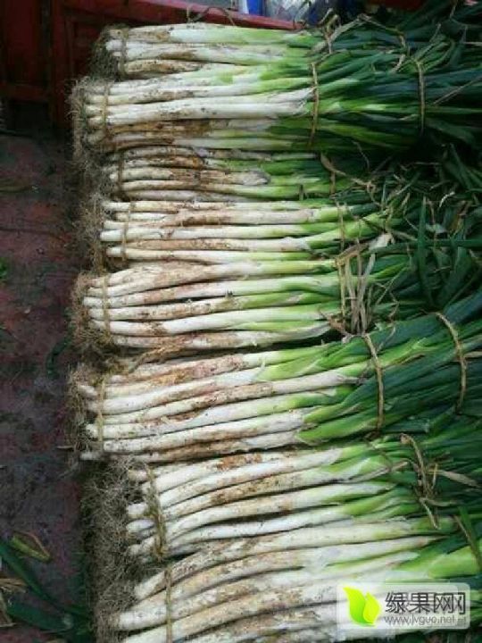 2019年山东滕州铁杆大葱价格