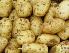 滕州秋季土豆大量上市，质量杠杠滴！！！