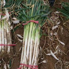 精品长白大葱优质大葱蠡县大葱基地长期供应需要联系