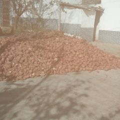 商薯19已出地80万斤