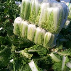 山东省肥城市大量供应优质白菜！