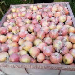 临猗红富士苹果