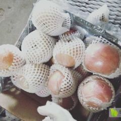 河北膜袋红富士苹果大量上市了