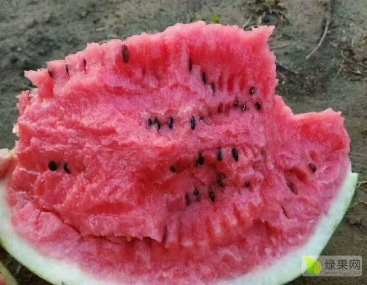 大量供应缅甸精品甜王西瓜