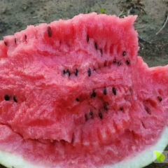 大量供应缅甸精品甜王西瓜