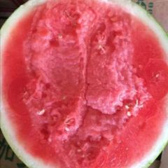 大量供应缅甸精品无籽西瓜
