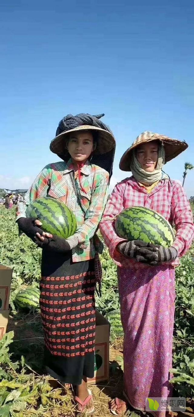 禁止缅甸西瓜图片
