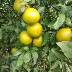 皇帝柑大量现货供应