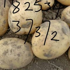 大量供应东北土豆子，延薯4号