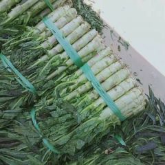 福建飞桥紫叶香莴笋大量上市