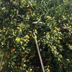 广西崇左市左州镇