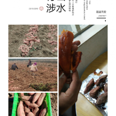 廊坊安次区沙地烟薯