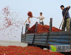 新疆和静焉耆博湖干红辣椒大量上市