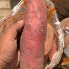 烟薯25，基地直供，随时有货。