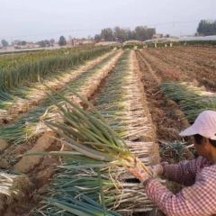 滕州大量的优质大葱上市了！！！快来采购！！！