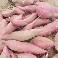 商薯19，西瓜红，库存各二百吨。