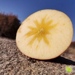 新疆阿克苏冰糖心苹果80起步不封顶