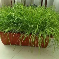 南宫特产，无公害黄韭盆景。