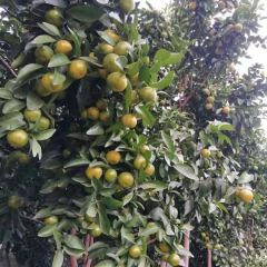 桂林永福2019年富硒砂糖橘即将大量上市