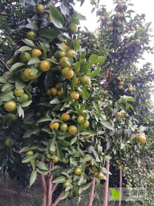 2019年广西永福富硒砂糖橘价格