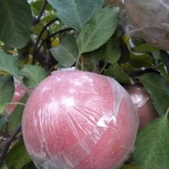 山东潍坊寿光市红富士苹果出售