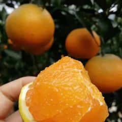 湖北秭归脐橙