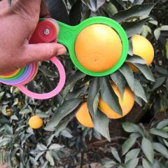 广西产地大量供应红江橙