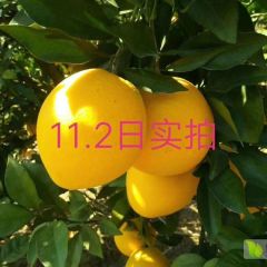 11月下旬脐橙即将采摘，欢迎各位老板前来参观
