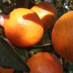 永福富硒东方红上市了