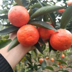 美丽好吃不上火的东方红大量上市