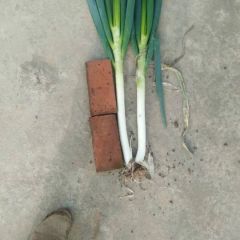 铁杆大葱特大优惠。