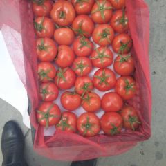 本人大量收购鲜玉米，西红柿一天各八到十吨，要求货好价格