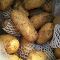 供应优质土豆