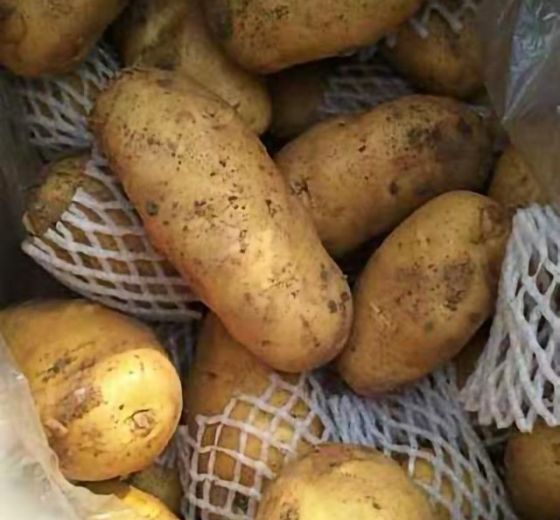 2019年山东平度荷兰十五价格