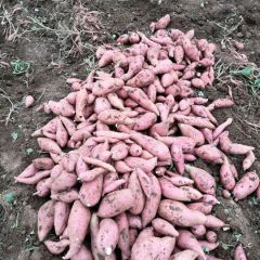 湖北宜城红薯之乡