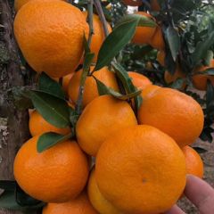 特早蜜桔批发 湖北桔子产地直销代办