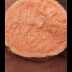 烟薯25，红皮红瓤