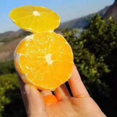 永兴冰糖橙产地合作社直供湖南郴州现摘橙子 整车