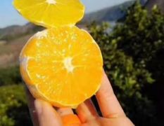 永兴冰糖橙产地合作社直供湖南郴州现摘橙子 整车