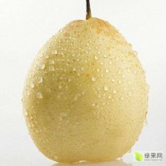 产地直销赵州鸭梨酸甜可口型号齐全自然成熟