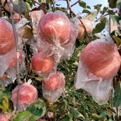 大量供应精品红富士苹果