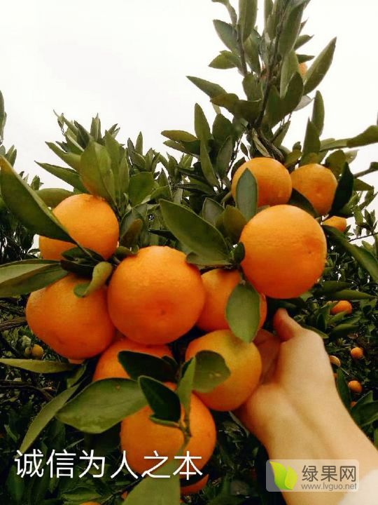 2019年湖北枝江特早蜜橘价格