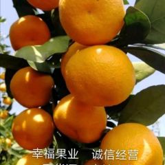 蜜桔，宜昌蜜橘，枝江蜜橘