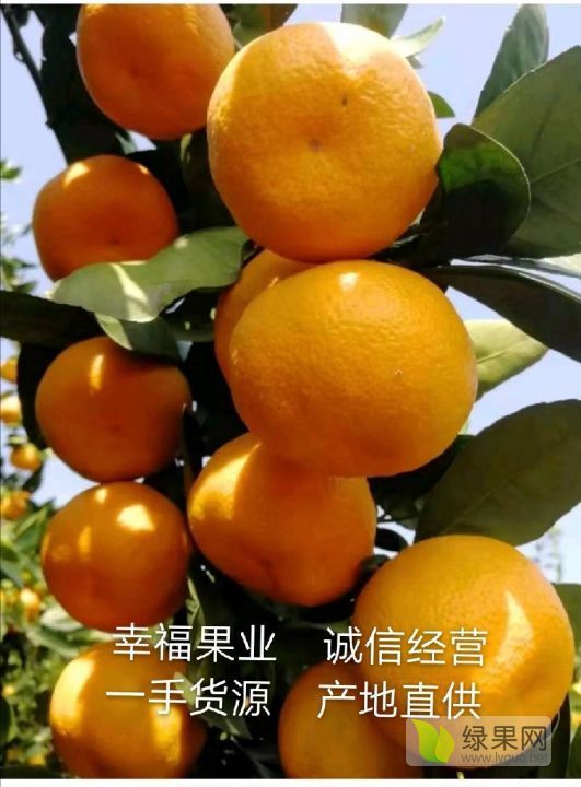 2019年湖北枝江蜜橘价格