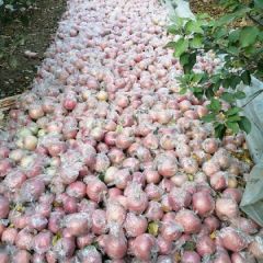 来自贡桃之乡的优质红富士热销中