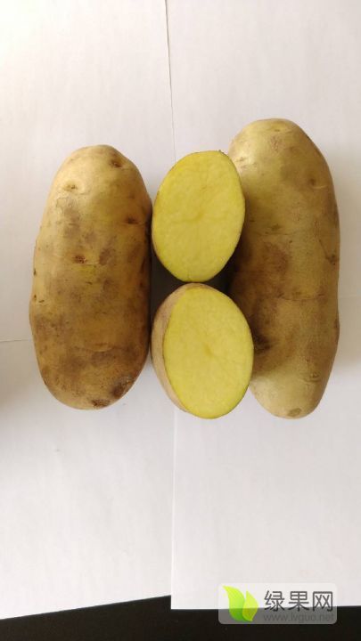 2019年河南郑州郑薯十号价格