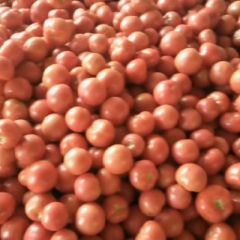精品西红柿供应，