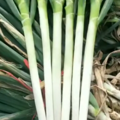 山东省安丘市铁秆大葱